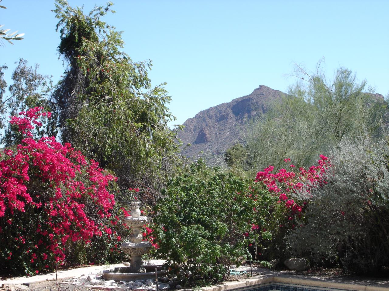 Backyard View